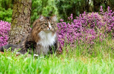 Siberian Feline Alvin Amidst a Picturesque Garden Scene