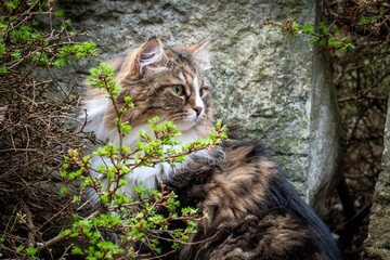 Siberian Feline Alvin in His Natural Habitat