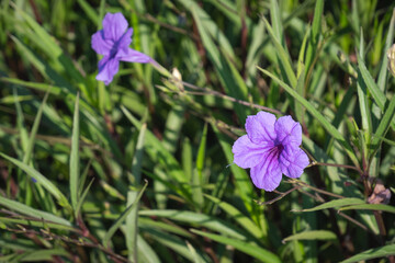uellia flower. Mexican petunia, purple flowers.