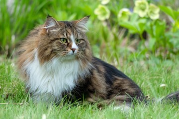 Majestic Siberian Cat Alvin Roaming the Garden Oasis
