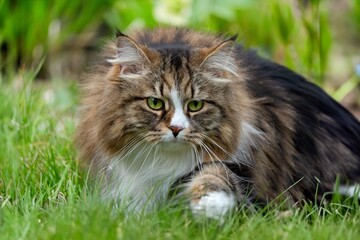 Regal Siberian Feline Alvin Amidst the Grass