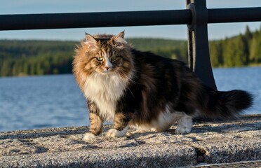 Siberian cat Alvin posing by the lake