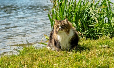 Siberian cat Alvin enjoying a sunny day by the water