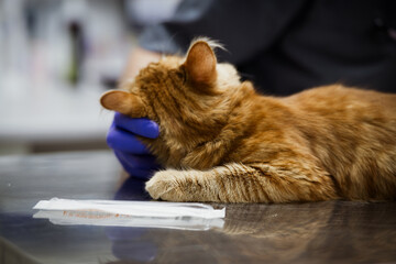 A ginger cat under anesthesia on the operating table, appointment with the veterinarian at the clinic.