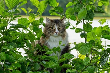 Siberian cat Alvin in lush green foliage