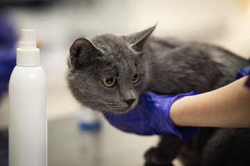 An animal is being examined by a veterinarian at a clinic; the doctor is wearing medical gloves and holding a cat.