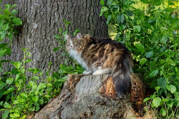 Siberian cat Alvin in a lush green forest setting