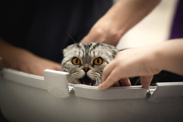 Meowing gray cat in carrier at veterinary clinic, looking at camera with his big yellow eyes.
