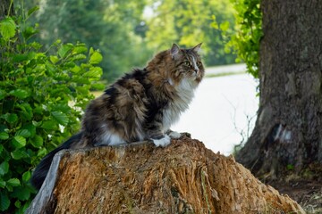 Majestic Siberian cat Alvin on a tree stump