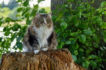 Regal Siberian Feline Alvin Perched on a Tree Stump