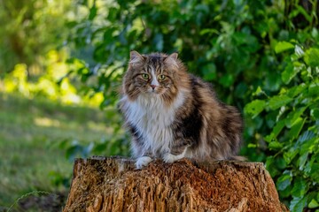 Alvin, the Regal Siberian Cat, Posed on a Tree Stump