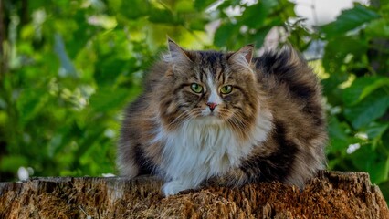 Majestic Siberian Cat Alvin Resting Atop a Tree Stump