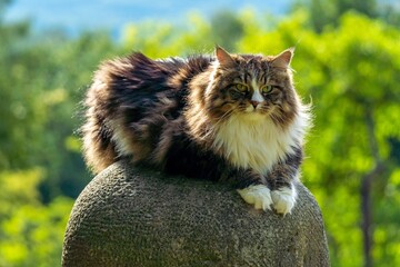 Regal Siberian Cat Alvin Meandering Through the Blossoms