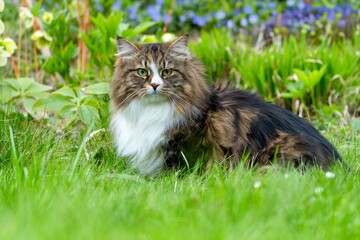 Alvin the Majestic Siberian Cat Exploring the Greenery