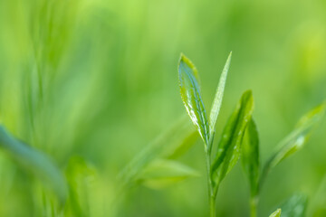 茶葉