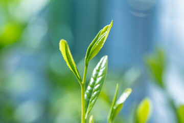 茶葉
