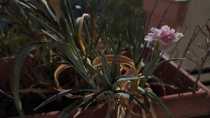 A flower in a pot with city background