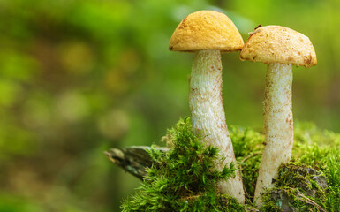 Edible mushrooms with red-capped on green background in  forest. Leccinum aurantiacum mushroom