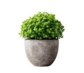 Green succulent plant in a gray pot isolated on transparent background