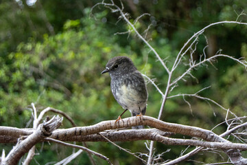 Small Bird Perched on a Branch in Nature