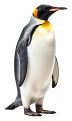 PNG Penguin animal bird