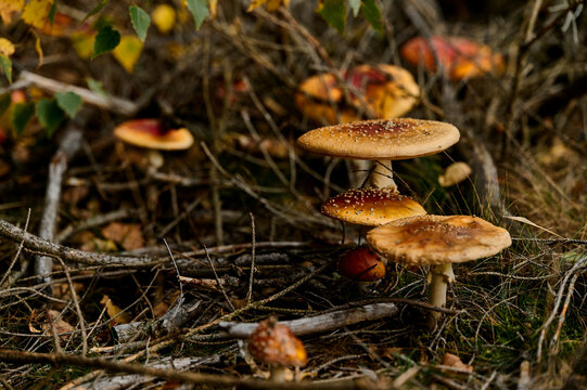 Wild amanita mushrooms in autumn forest