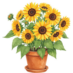 Obraz premium Sunflower plant in pot watercolor illustration isolated on transparent background