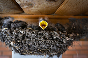 Hungry swallow chicks in nest with open yellow beaks under wooden roof.