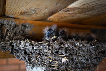 Baby swallows sitting in nest under wooden ceiling against brick wall.