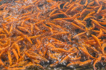 Salmon farming, orange trout fry at the trout factory