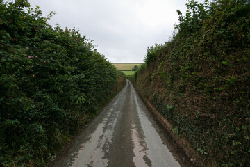 Narrow road in English Cornwall countryside, tall hedges both sides