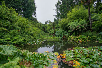 Lush green foliage growing near lily pond
