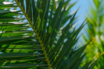 Background image with palm leaves, a place for text