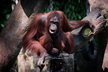 Cute expression of an Orangutan in a conservation,  a great ape native to the rainforests of Indonesia and Malaysia.