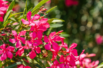 A flowering bush with pink flowers in summer