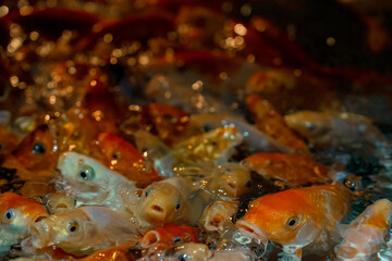 Koi carp feeding in oceanairum