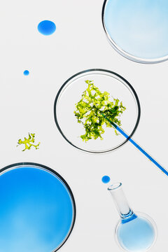 Studying green algae in lab with blue liquids