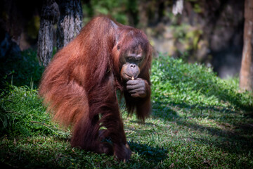 Orangutan walking through the grass at a conservation center, showcasing its long reddish fur and...