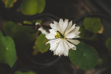 white water lily, selective focus, blurred background