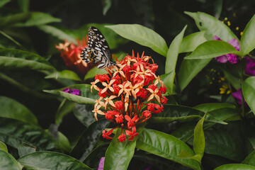 butterfly on red and yellow flower