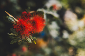red flower in the garden, selective focus, blurred background
