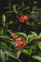 butterfly on flower, selective focus, blurred background
