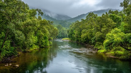 Serene River Flowing Through Lush Green Rainforest on a Misty Day, Ideal for Travel and Nature Themes