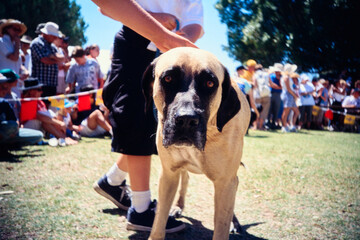 Dog show attracts large crowd at community park event