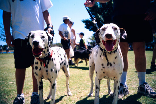 Dogs enjoy a sunny day at the park with their owners and friends