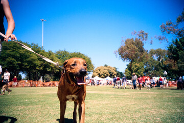 Dog enjoying a sunny day at a community event in the park