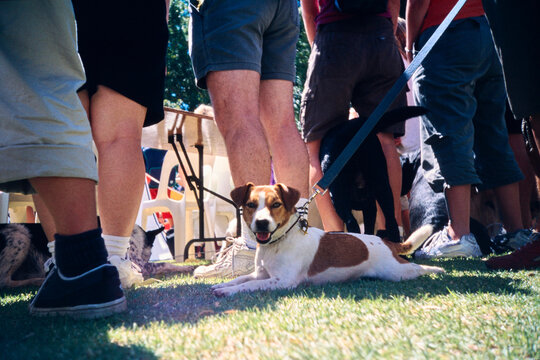 Happy dog relaxes under a table at a community gathering