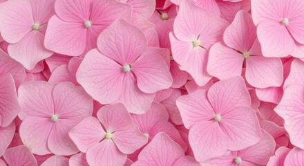 Close-up of Soft Pink Hydrangea Flower Petals floral