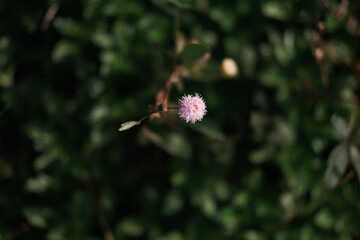 pink flower, selective focus, blurred background