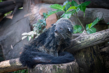 A sleepy binturong, also known as bearcat, is sitting on a tree trunk. With scientific name...